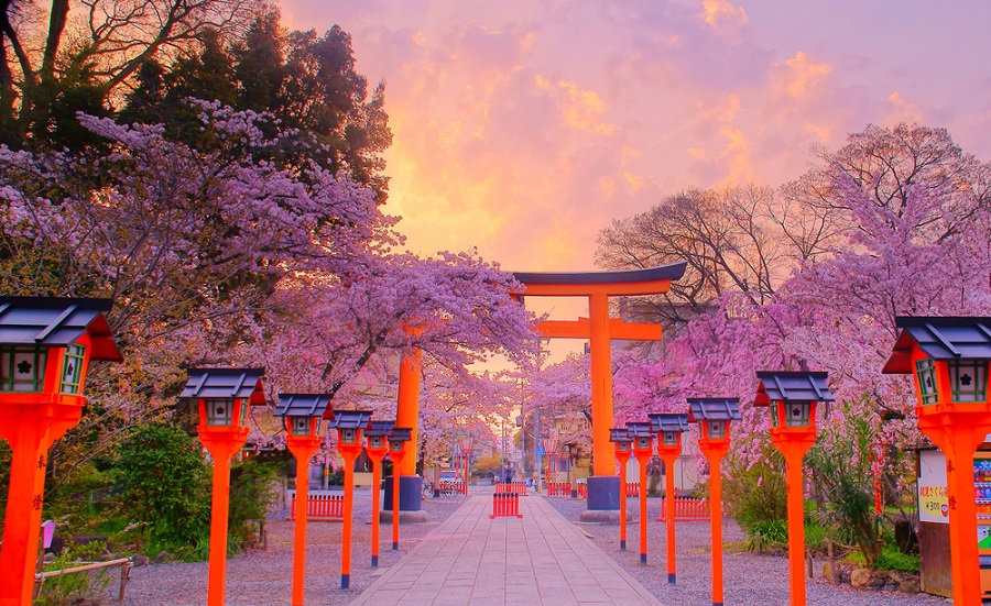 beautiful-japan-flowers-muslim-travel-destinations