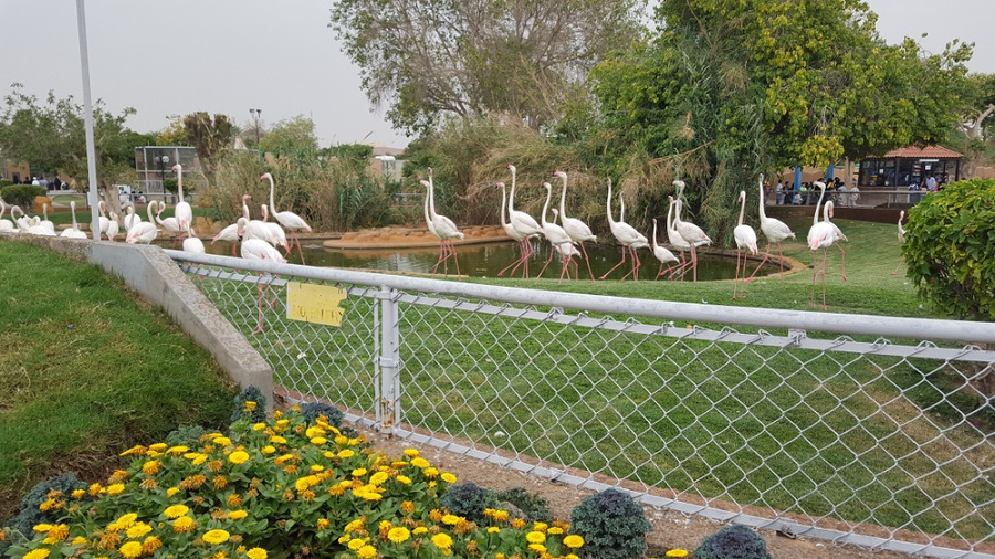 zoo-riyadh